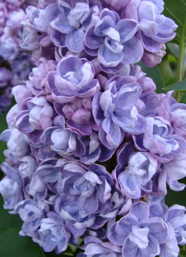 syringa ASch_1.jpg (495.22 КБ) 3696 просмотров Ами Шотт