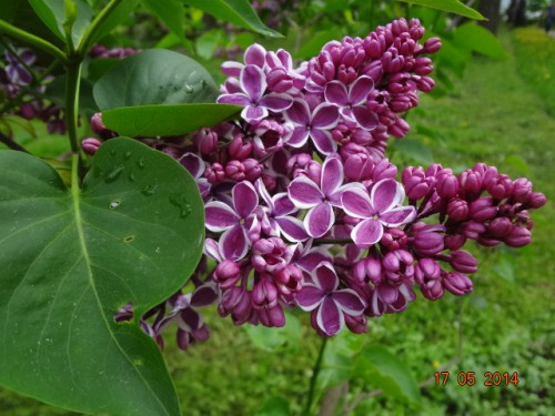 DSC06236.JPG