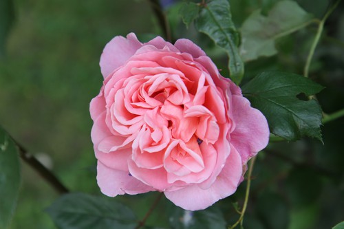 английская роза Brother Cadfael