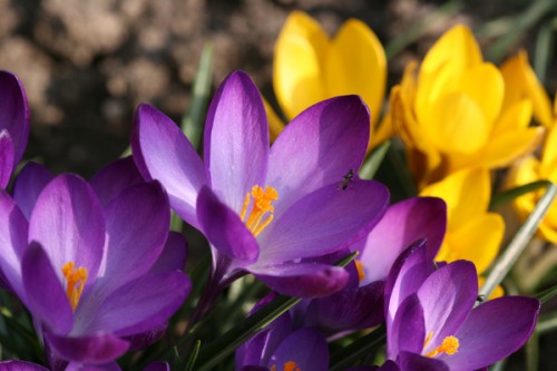 Крокусы