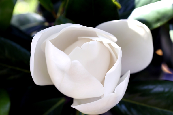 Магнолия белоснежная