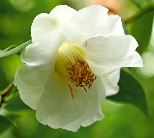 Белая камелия