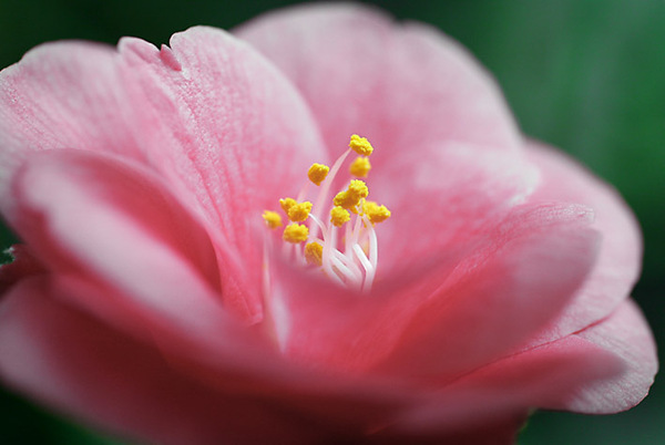 Розовая камелия