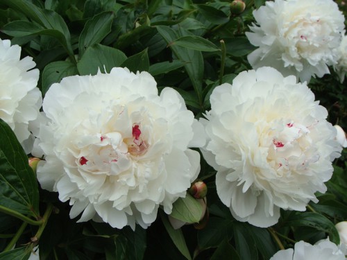 paeonia_FM-2.jpg
