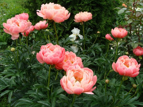 paeonia_CoralSupreme-2.jpg