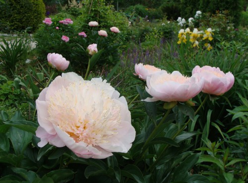 paeonia_CreamPuff-2.jpg