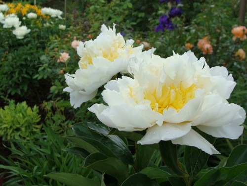 paeonia_HG-2.jpg