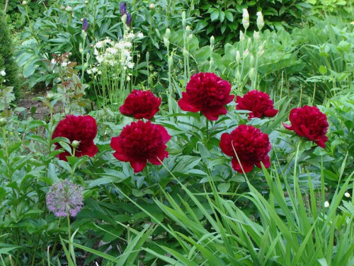 paeonia_RedCharm-3.jpg