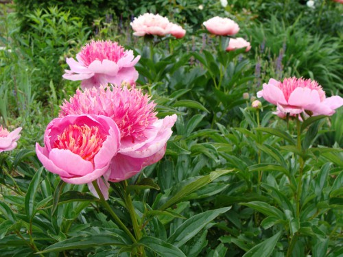 paeonia_ZR-2.jpg