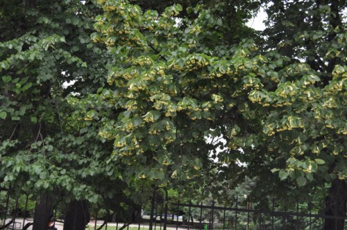 Цветёт липа.jpg